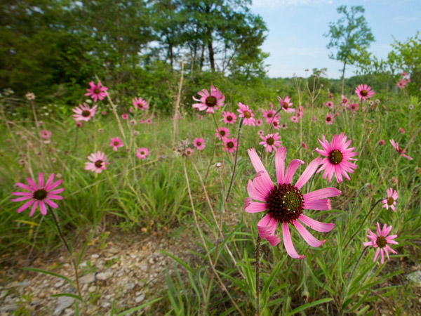 Tennessee Coneflower